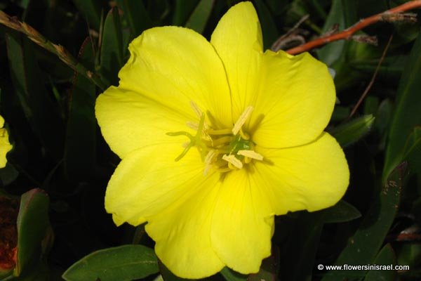 Flowers in Israel